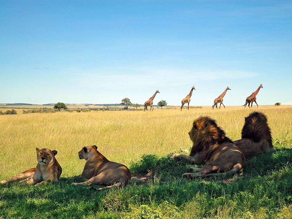 Kilimandscharo Trekking - Kilimandscharo Safari